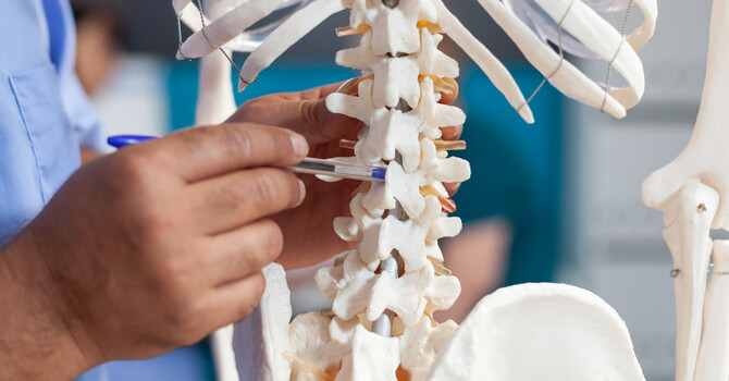 Parts of the Spine image