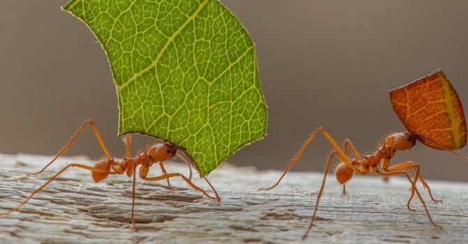 Resiliency: What a Hawk, an Ant, and Chronic Pain Can Teach Us